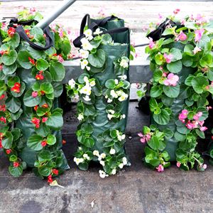 Bild von Wandhangers Begonia uit zaad